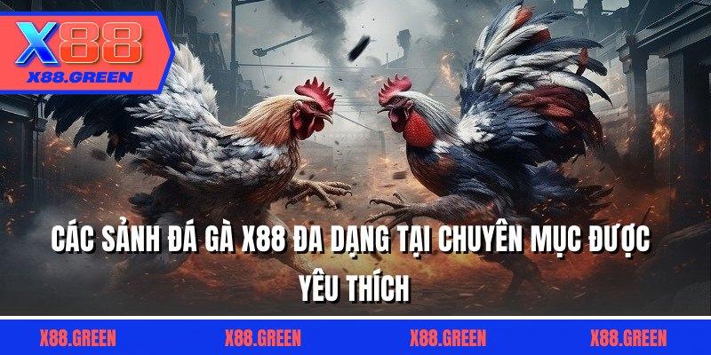 Các sảnh đá gà X88 đa dạng tại chuyên mục được yêu thích
